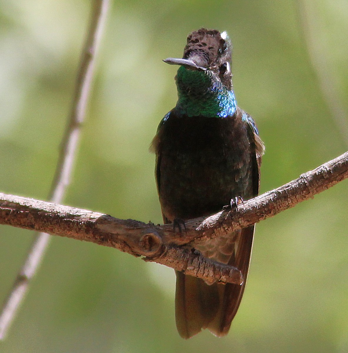 Rivoli's Hummingbird - ML635585686