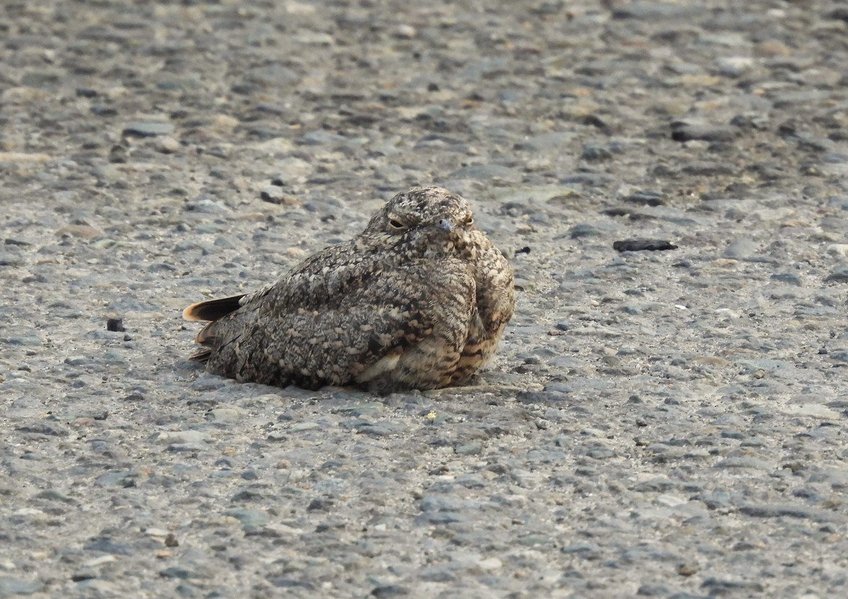 Common Nighthawk - ML635585732
