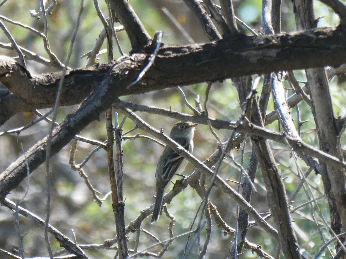 Least Flycatcher - ML635585763