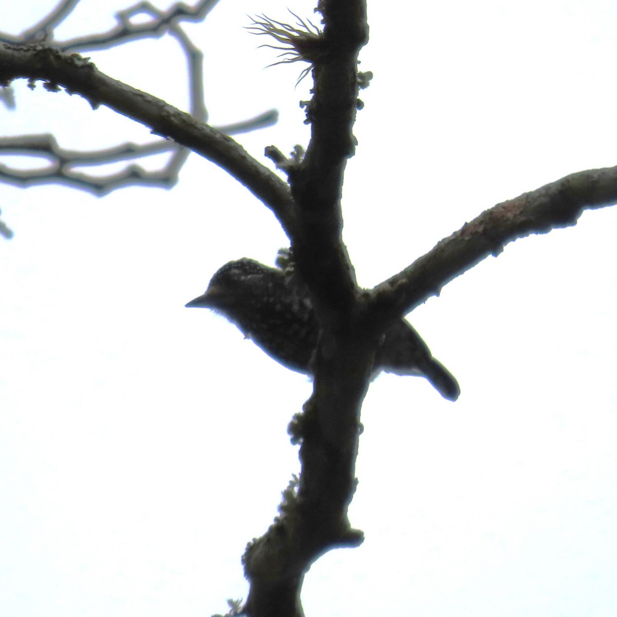 Perlenbrust-Zwergspecht - ML635585784
