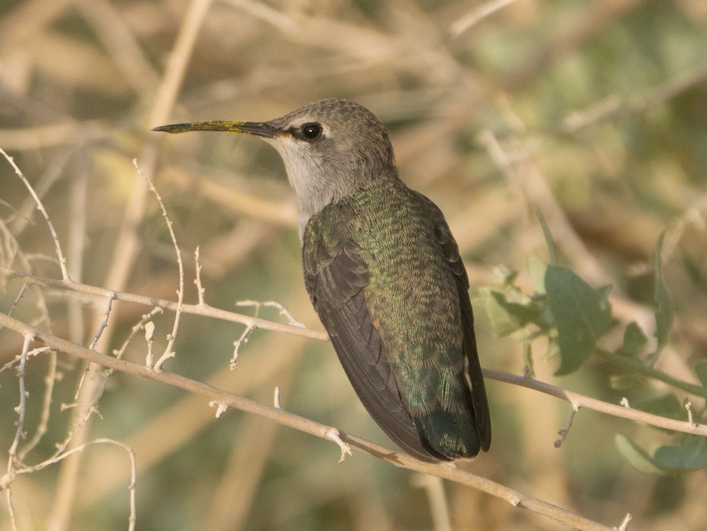 Costa's Hummingbird - ML635585791