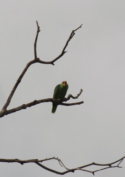Red-lored Amazon - ML635585792