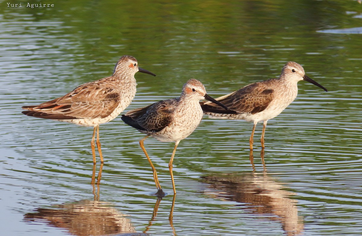 Stilt Sandpiper - ML635585811
