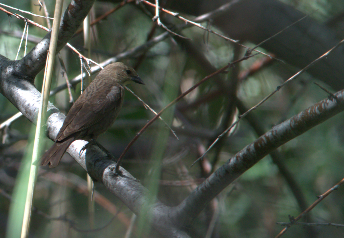 Brown-headed Cowbird - ML635585837