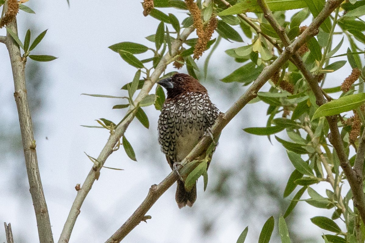 Scaly-breasted Munia - ML635585909