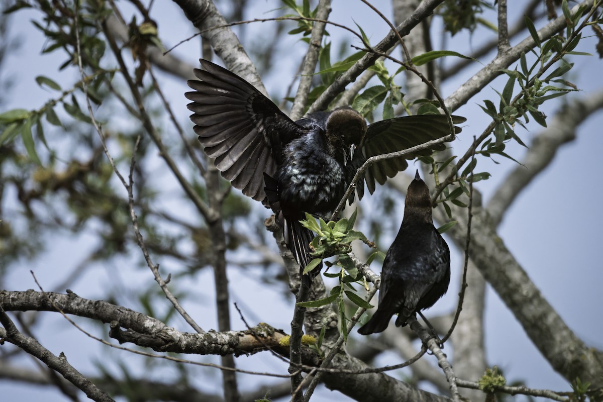 Brown-headed Cowbird - ML635585943