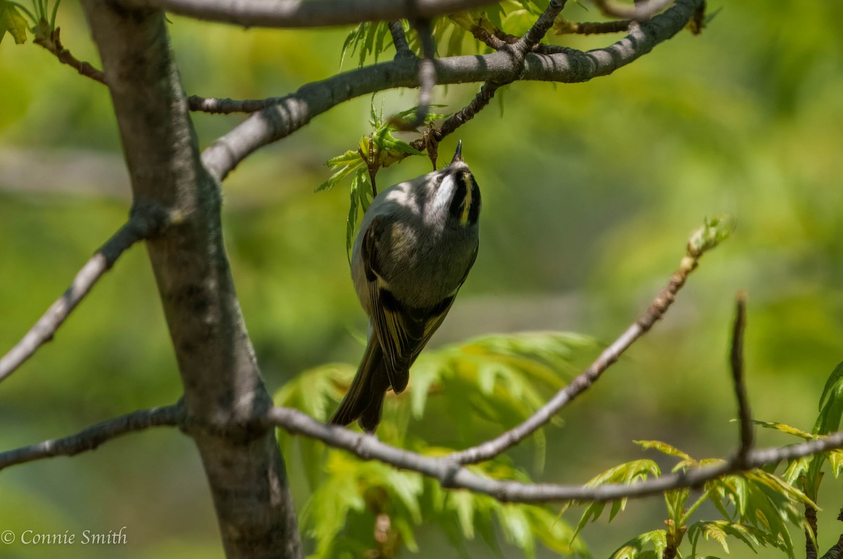 Golden-crowned Kinglet - ML635585966