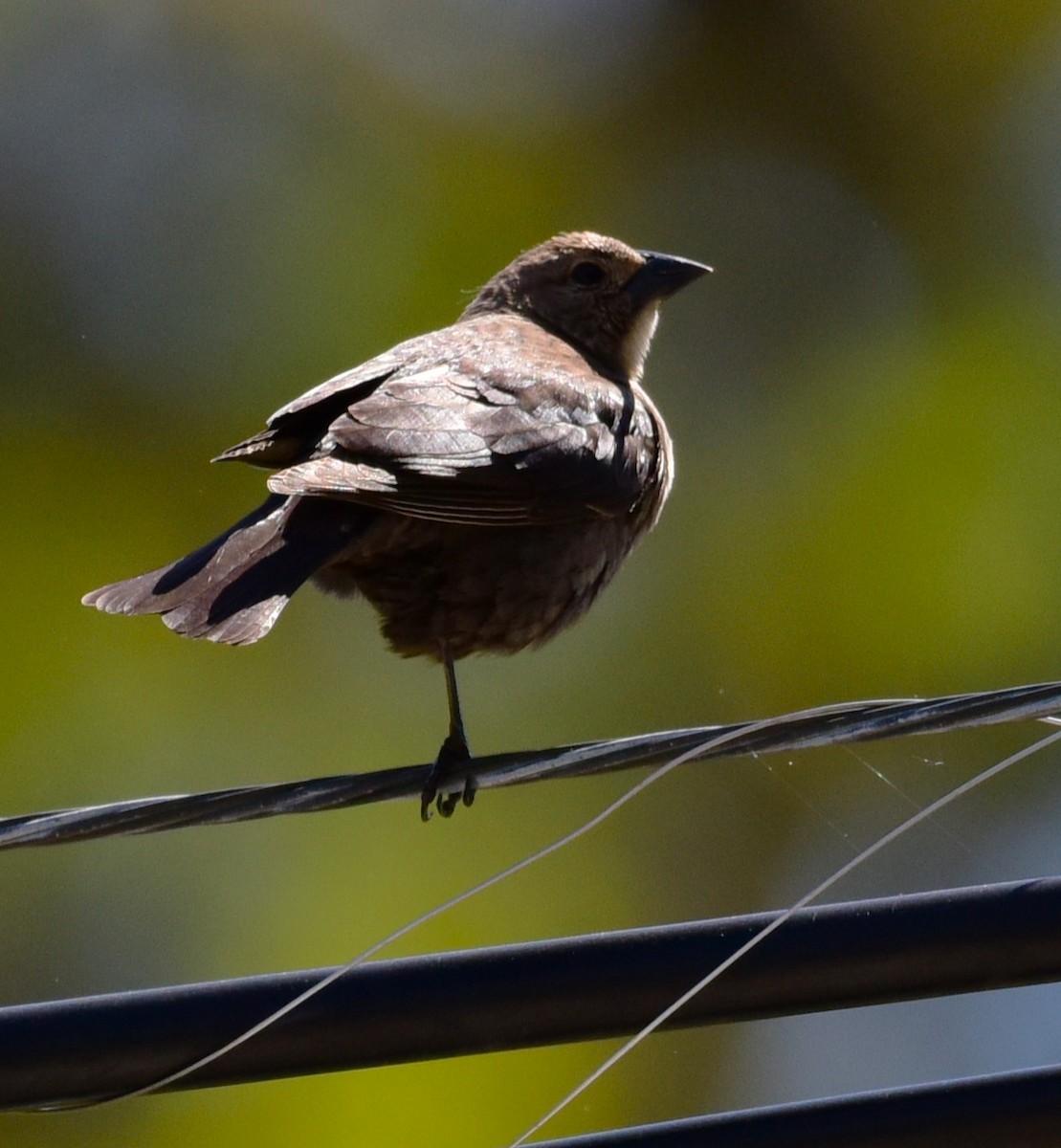 Brown-headed Cowbird - ML635585989