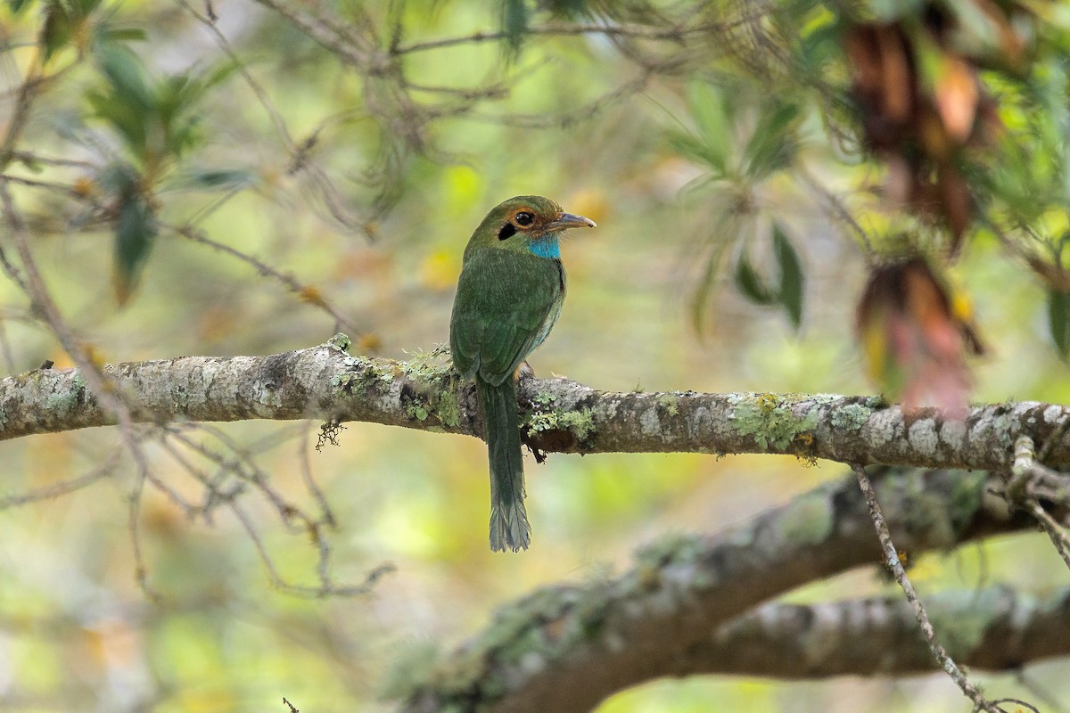 Blue-throated Motmot - ML635586015