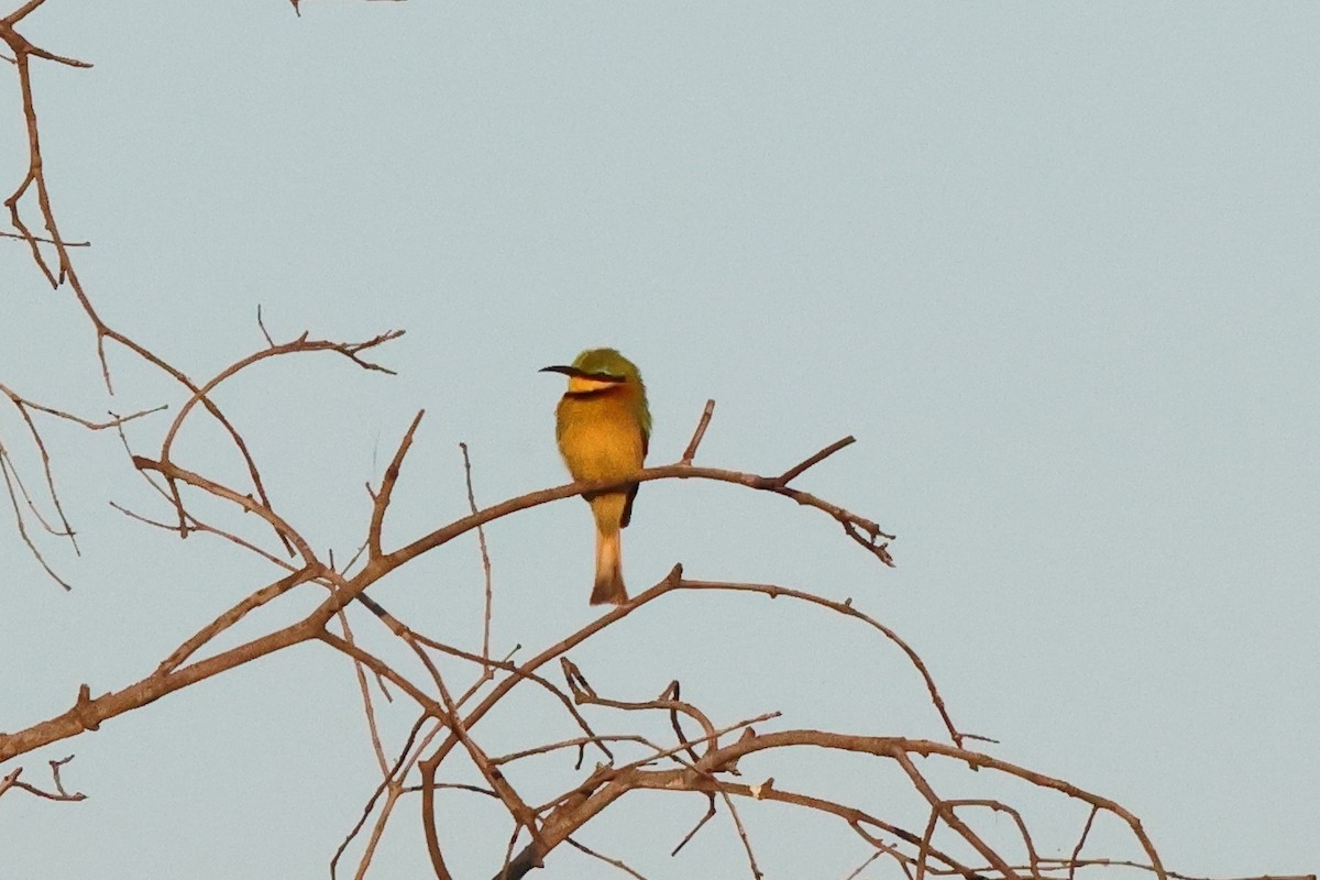 Little Bee-eater - ML635586018