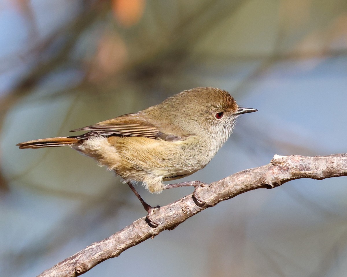 Brown Thornbill - ML635586064