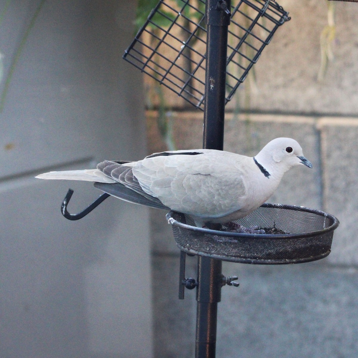 Eurasian Collared-Dove - ML635586067