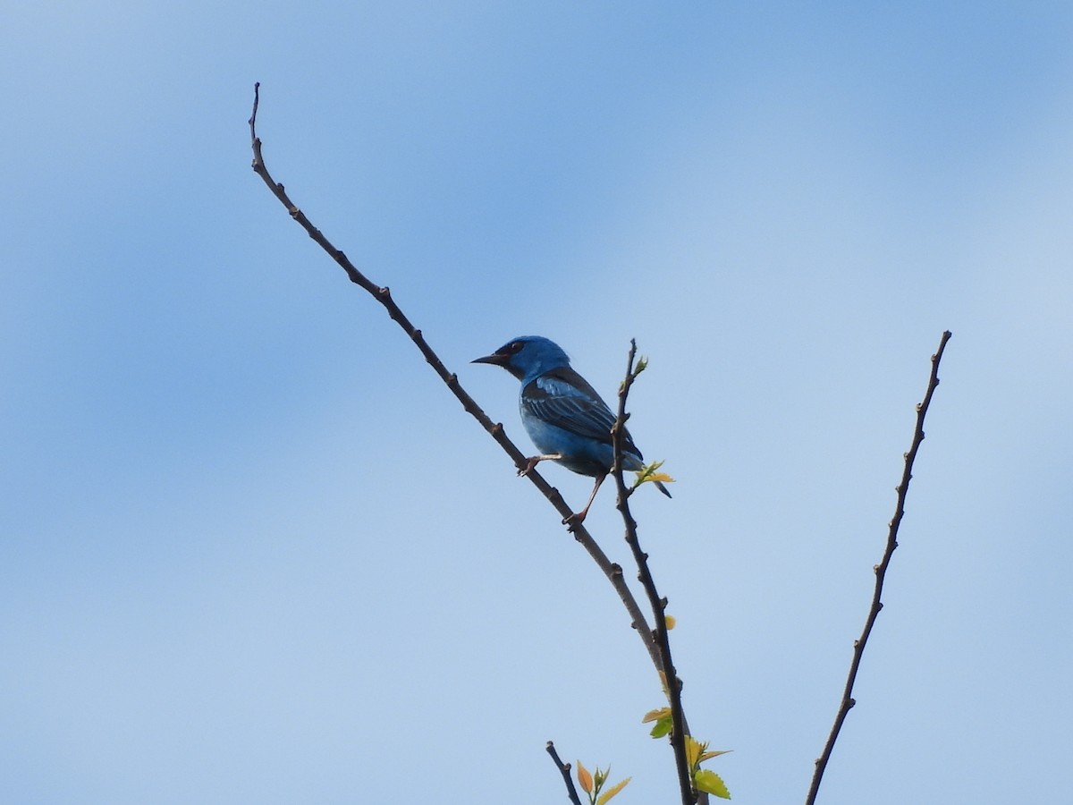 Blaukopfpitpit - ML635586072