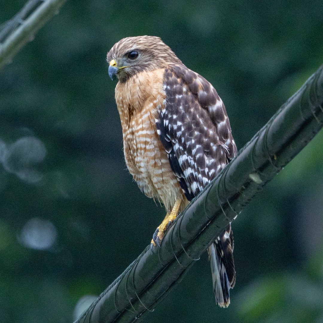 Red-shouldered Hawk (lineatus Group) - ML635586079