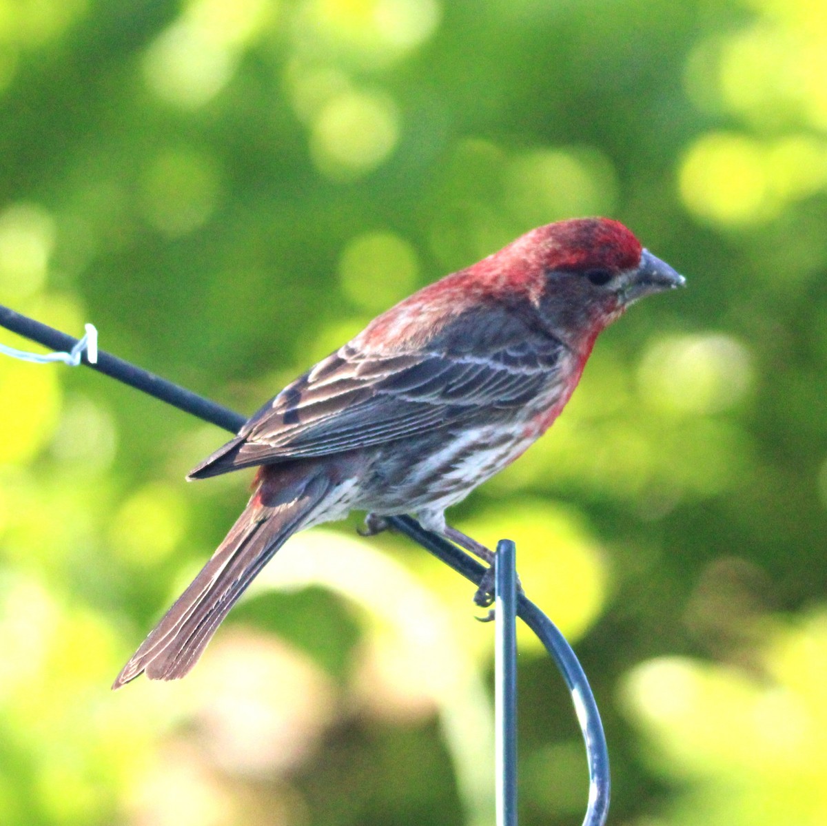 House Finch - ML635586088