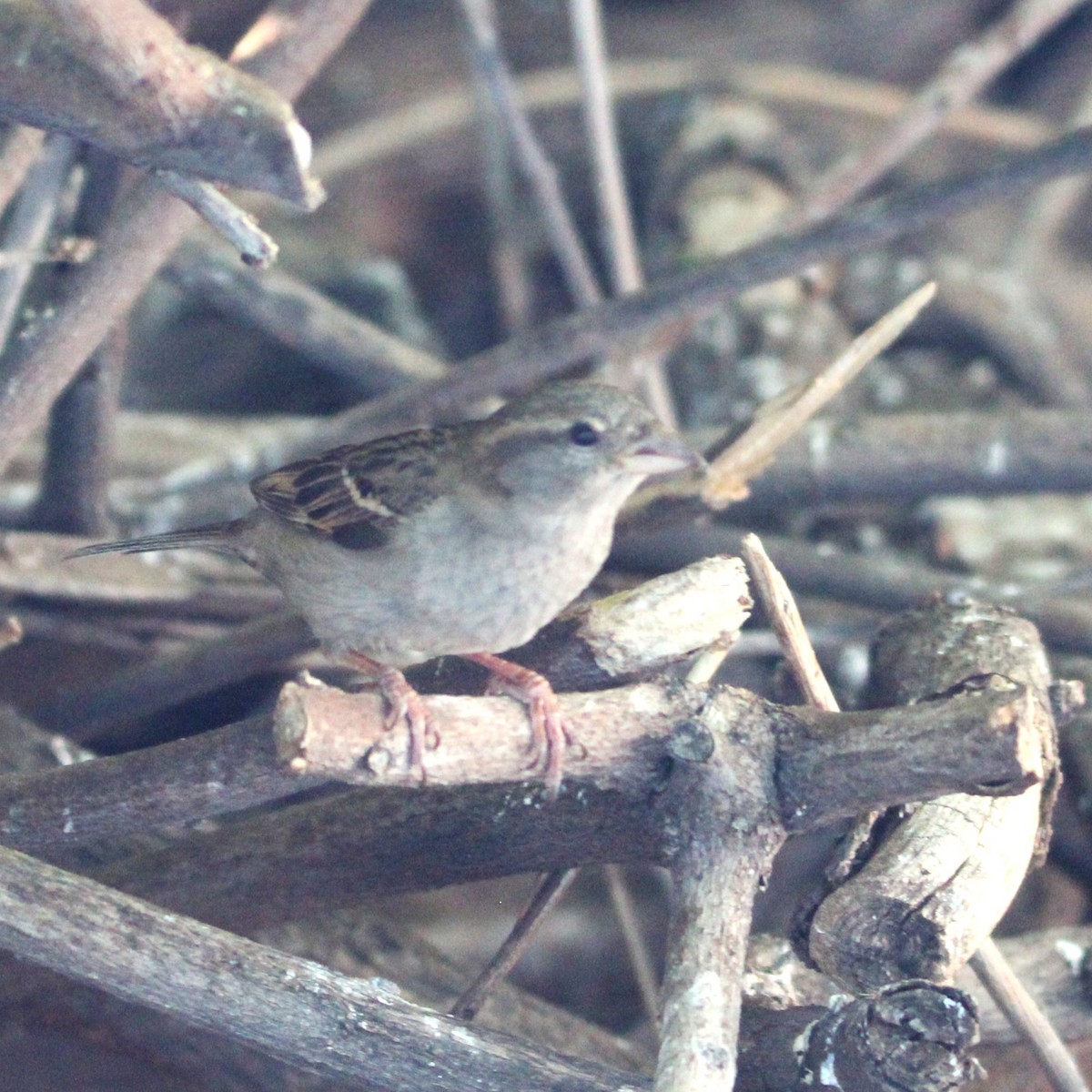 House Sparrow - ML635586105