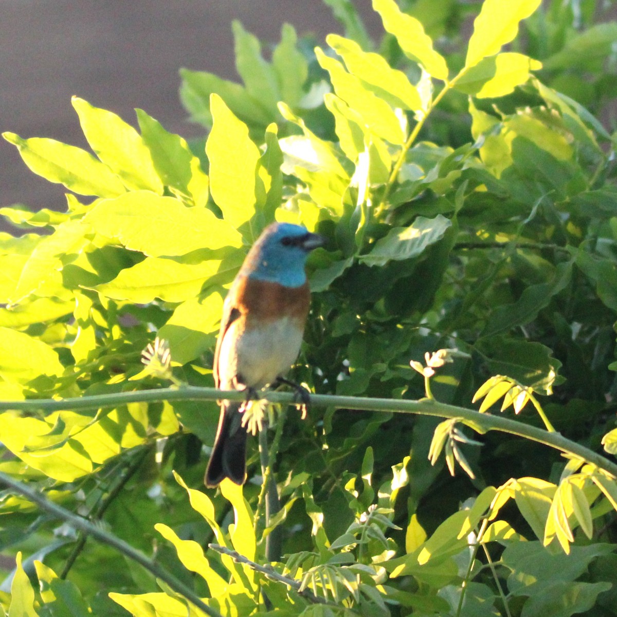 Lazuli Bunting - ML635586118