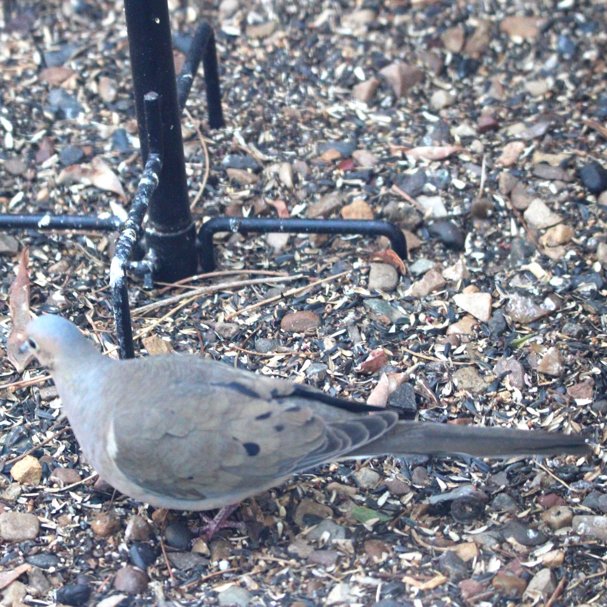 Mourning Dove - ML635586130