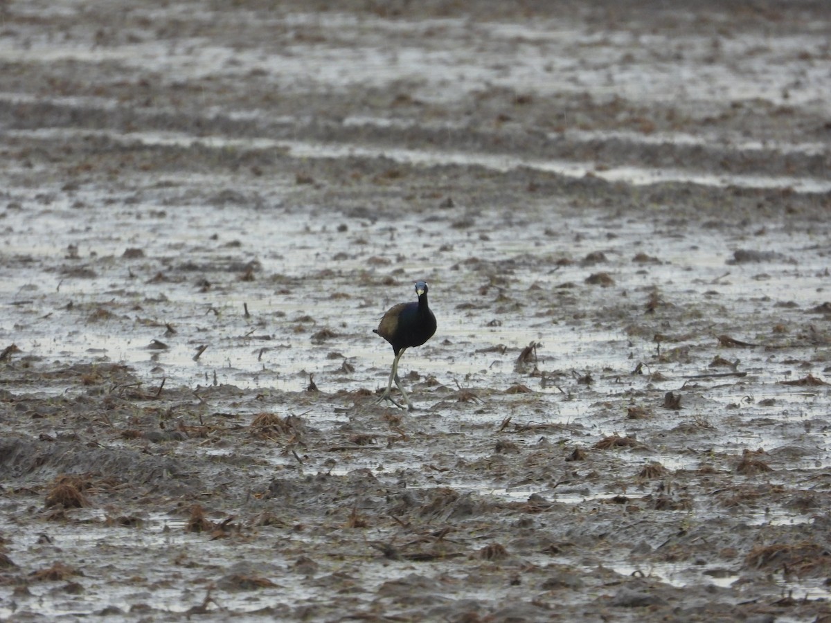 Bronze-winged Jacana - ML635586142