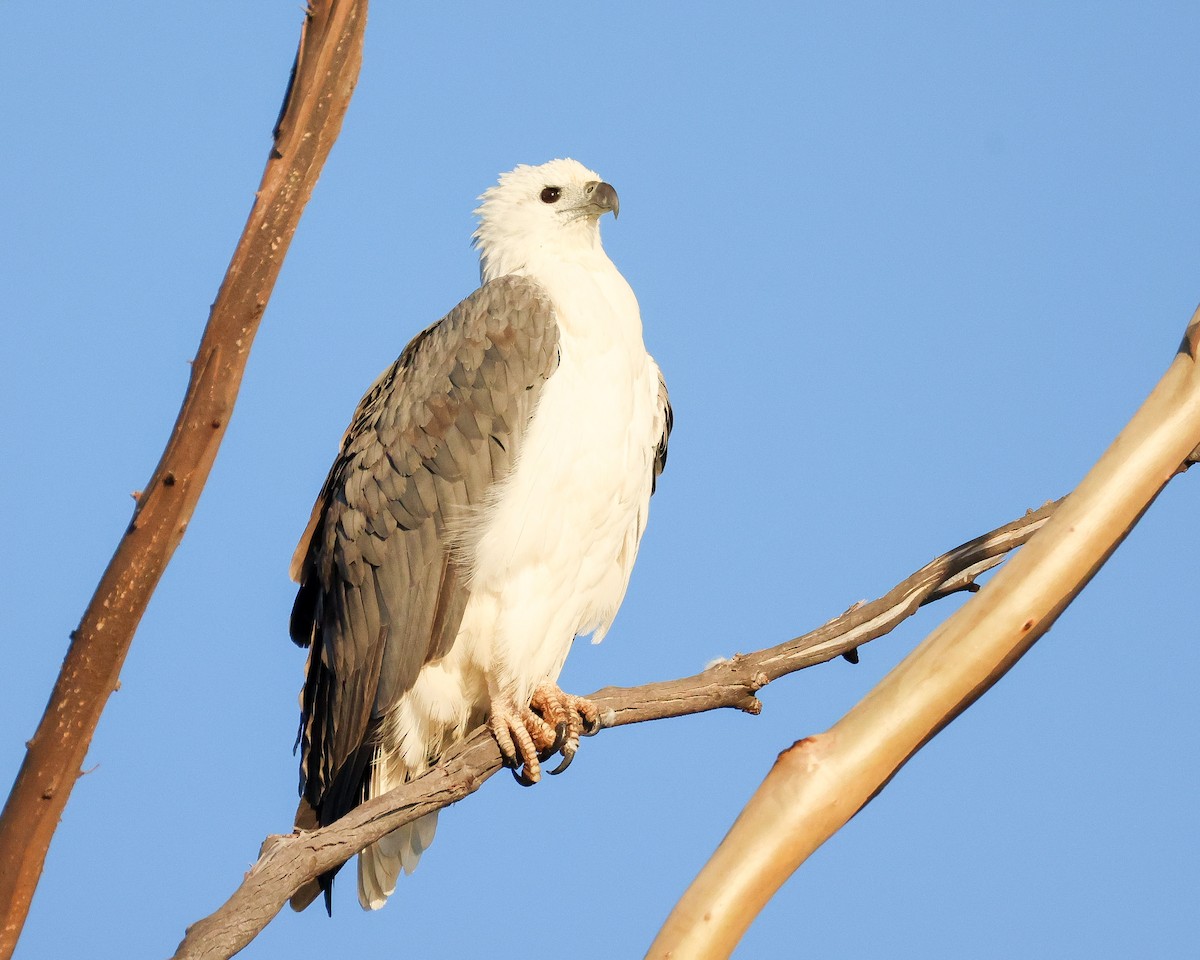 White-bellied Sea-Eagle - ML635586153
