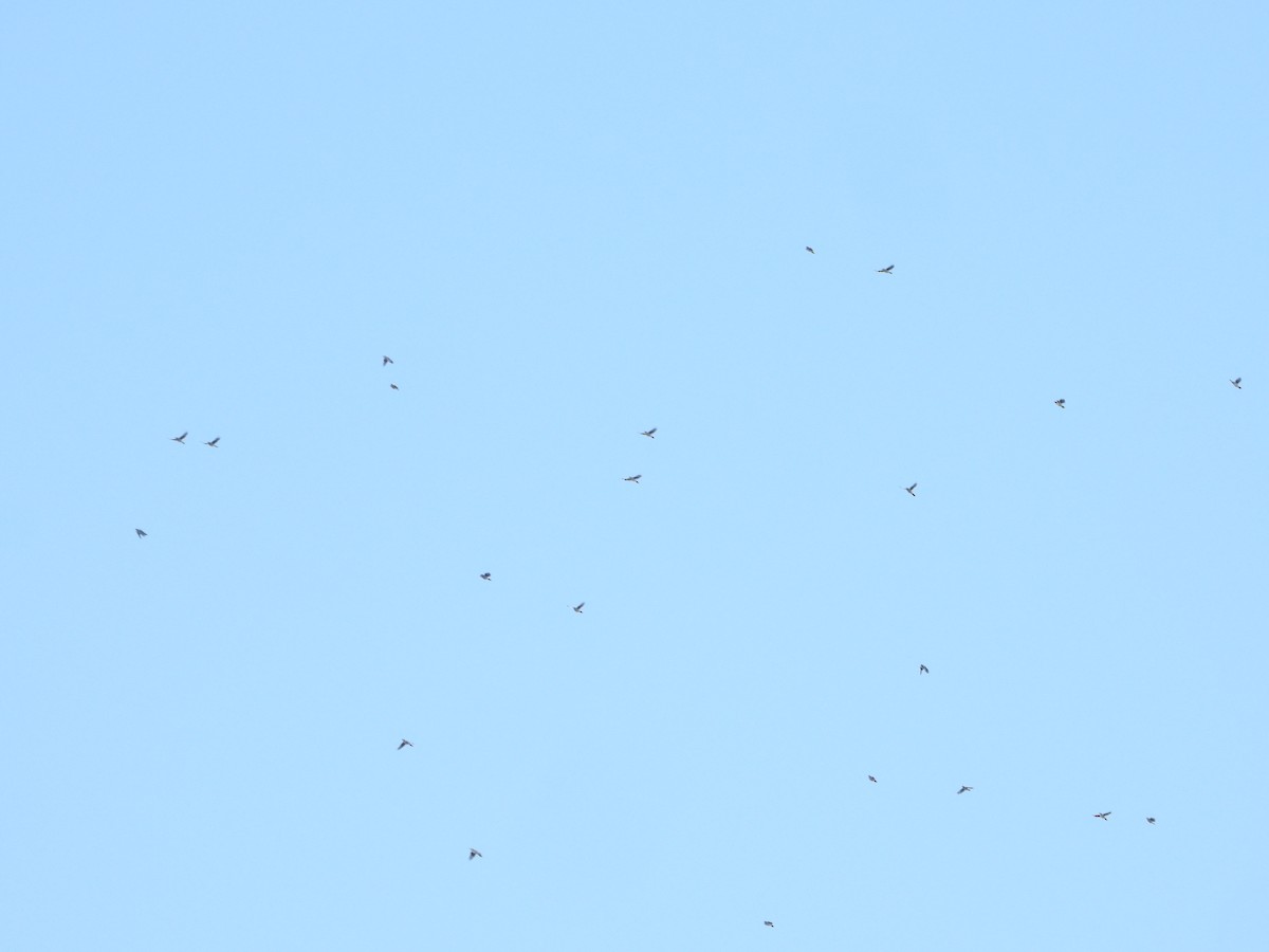 Blue Jay - ML635586158