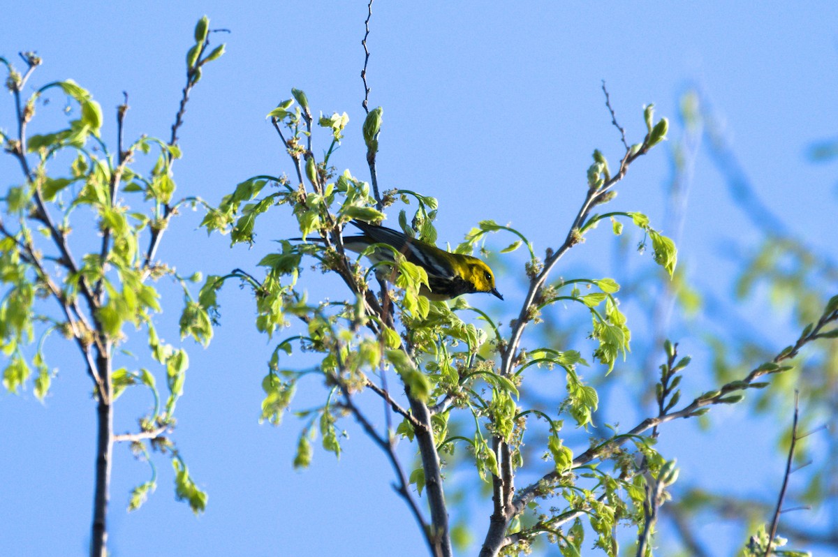 Black-throated Green Warbler - ML635586161