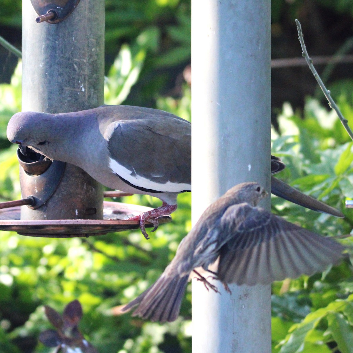 White-winged Dove - ML635586163