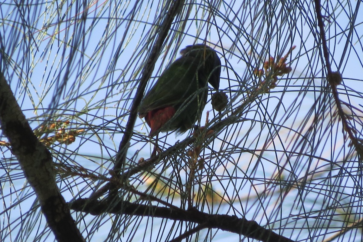 Blue-faced Parrotfinch - ML635586164
