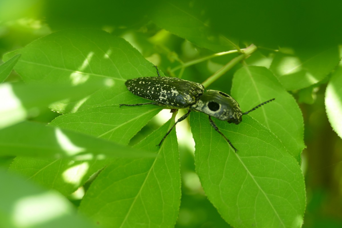 Eastern Eyed Click Beetle - ML635586181