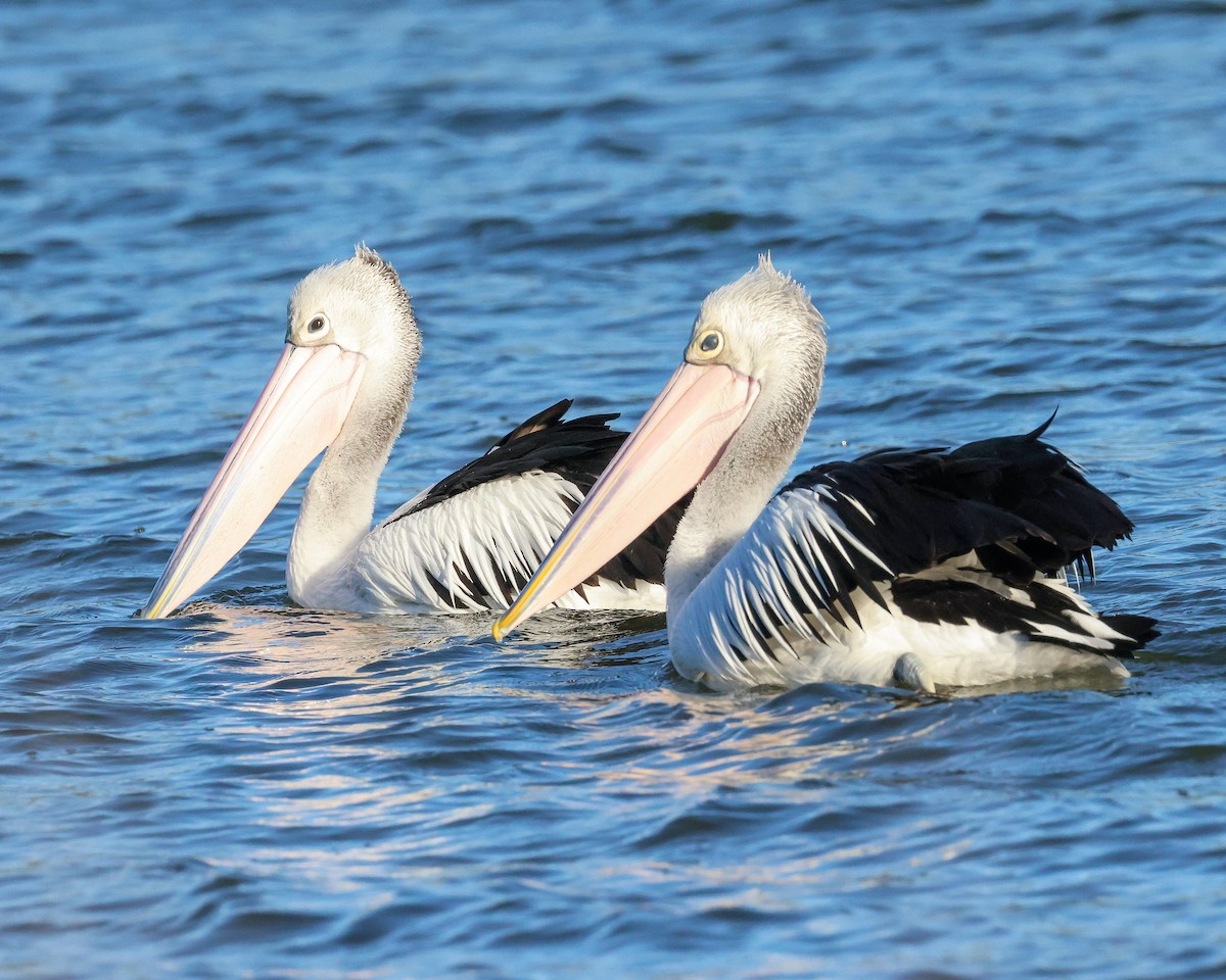 Australian Pelican - ML635586259