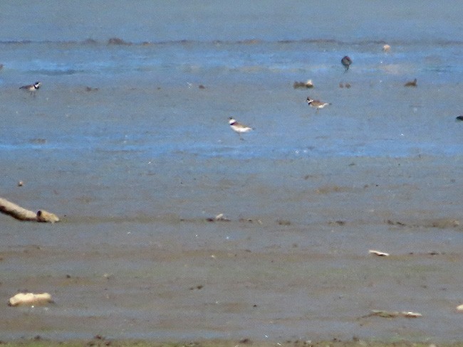 Semipalmated Plover - ML635586308