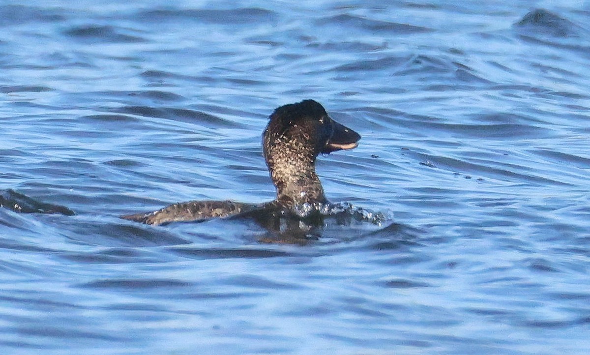Musk Duck - ML635586313