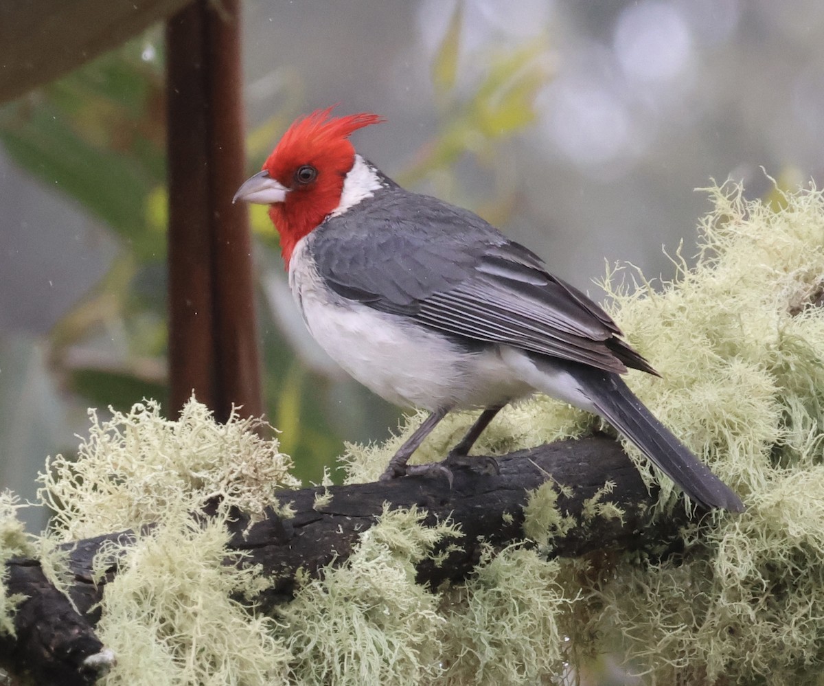 Red-crested Cardinal - ML635586322