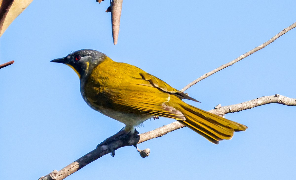 Yellow-throated Honeyeater - ML635586337