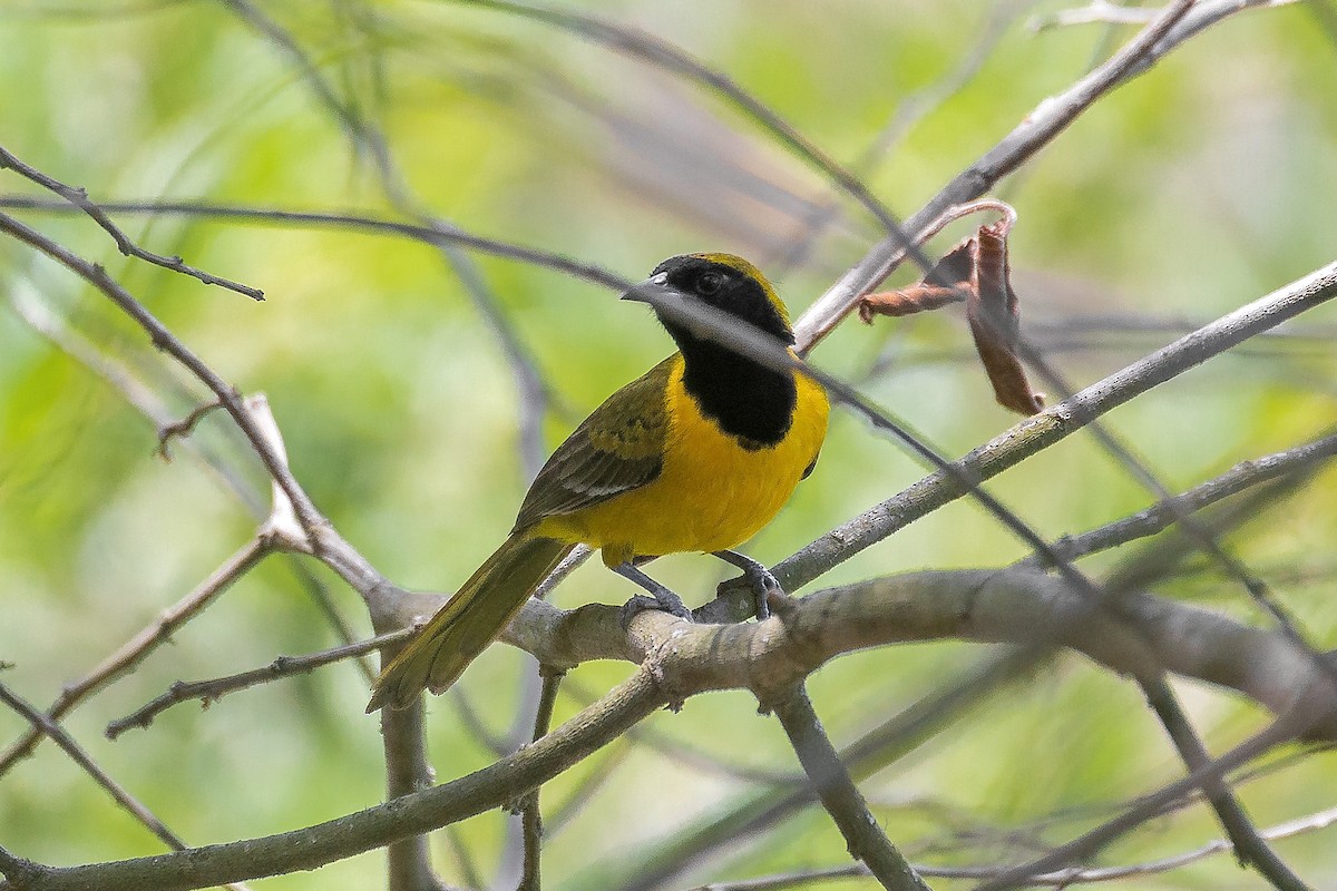 Bar-winged Oriole - ML635586345
