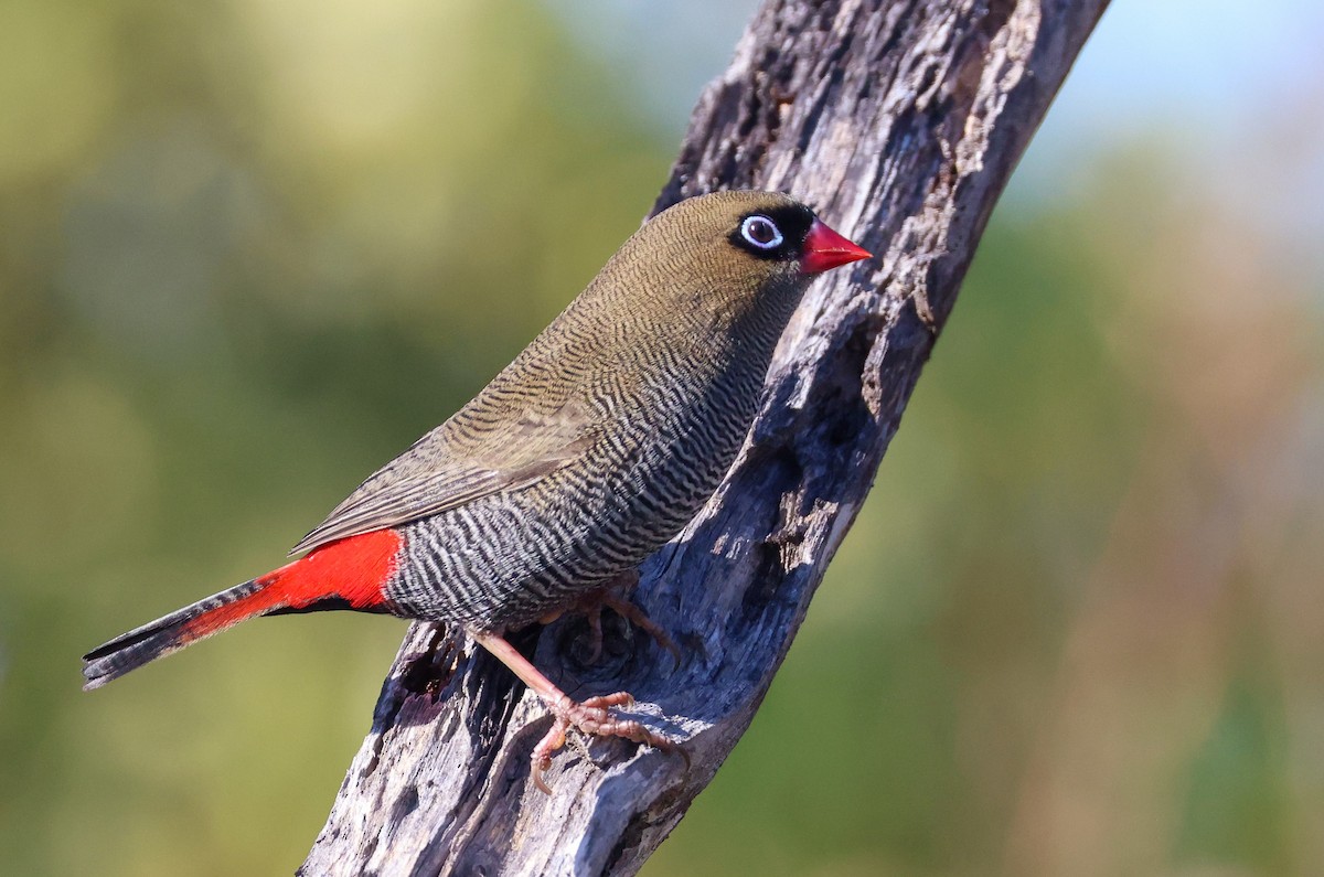 Beautiful Firetail - ML635586346
