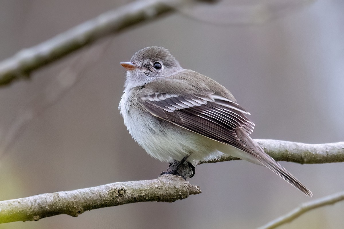 Least Flycatcher - ML635586359