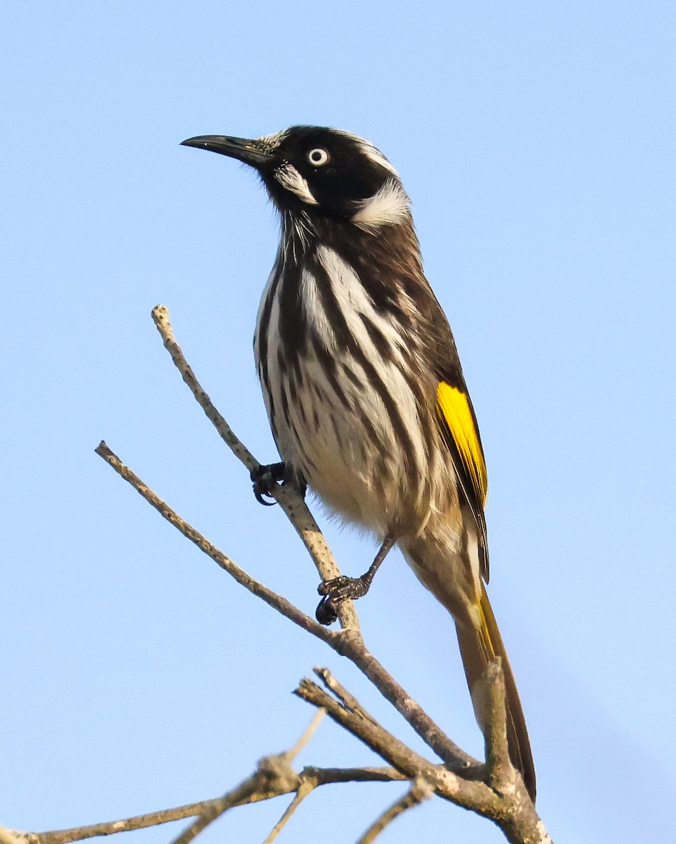 New Holland Honeyeater - ML635586424
