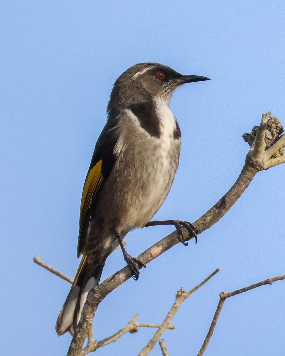Crescent Honeyeater - ML635586444