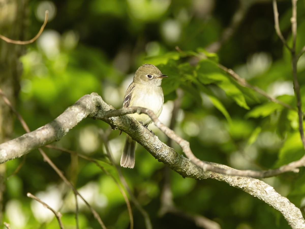 Least Flycatcher - ML635586447