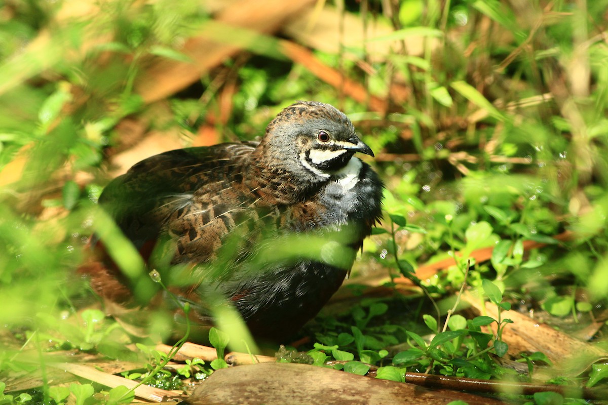 ヒメウズラ - ML635586464
