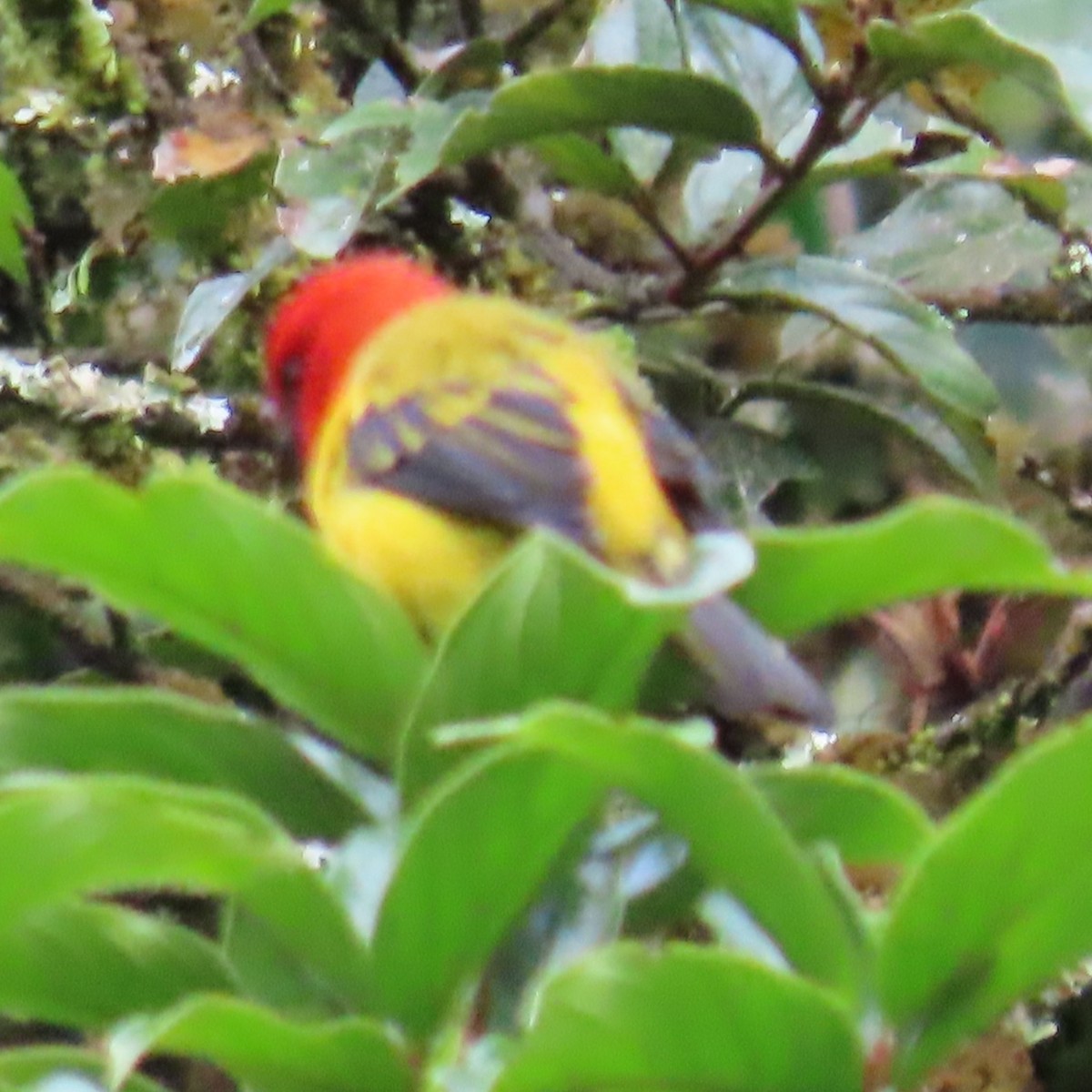 Red-hooded Tanager - ML635586474
