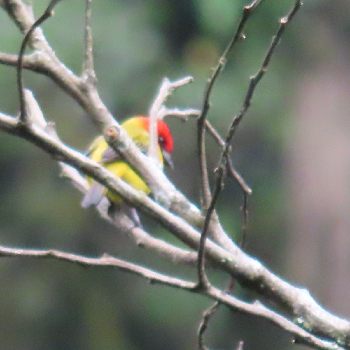 Red-hooded Tanager - ML635586475