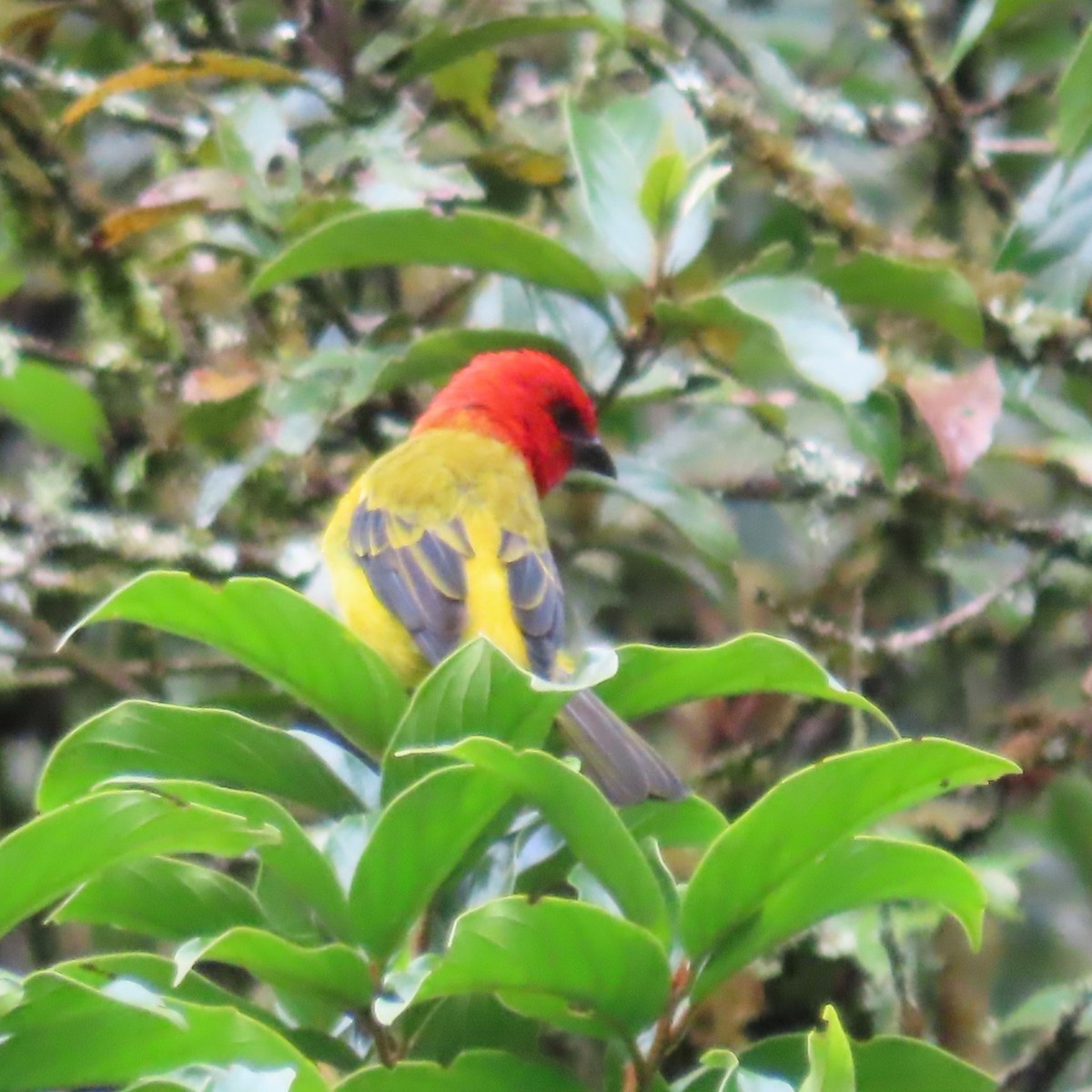 Red-hooded Tanager - ML635586476