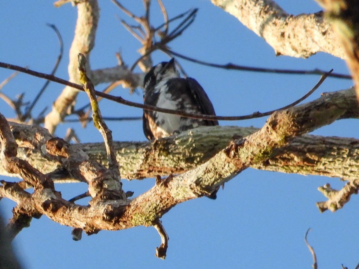 White-browed Purpletuft - ML635586497