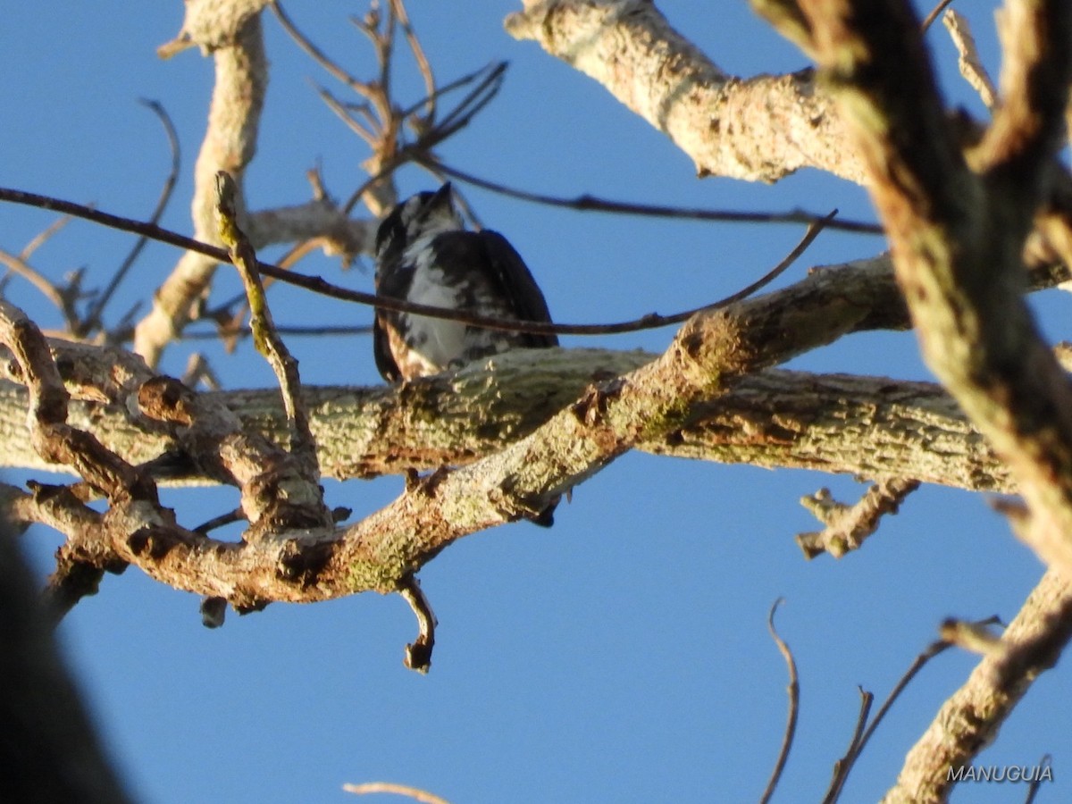 White-browed Purpletuft - ML635586499