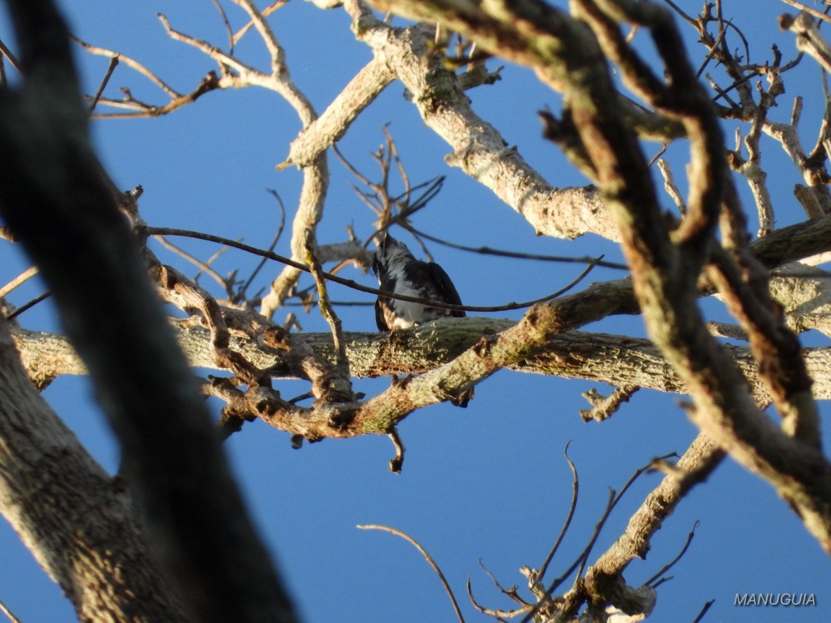 White-browed Purpletuft - ML635586500