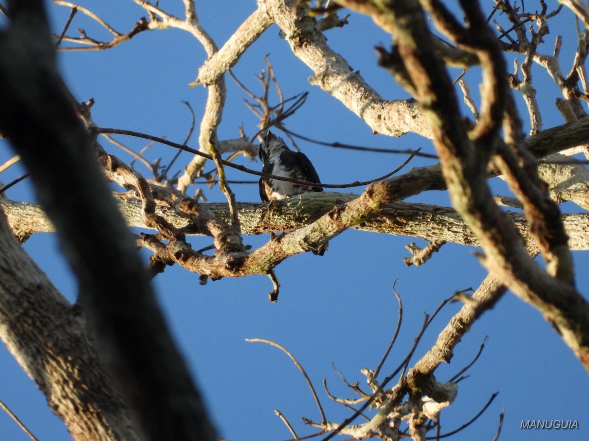 White-browed Purpletuft - ML635586501