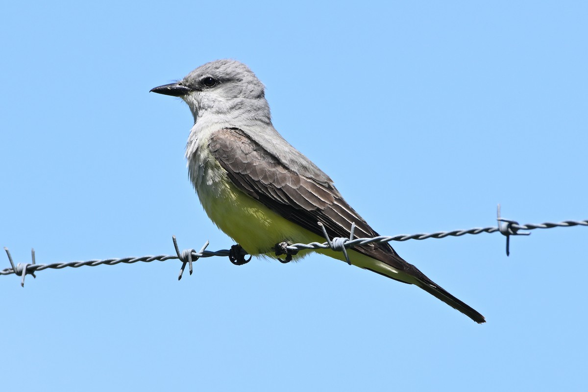 Western Kingbird - ML635586506