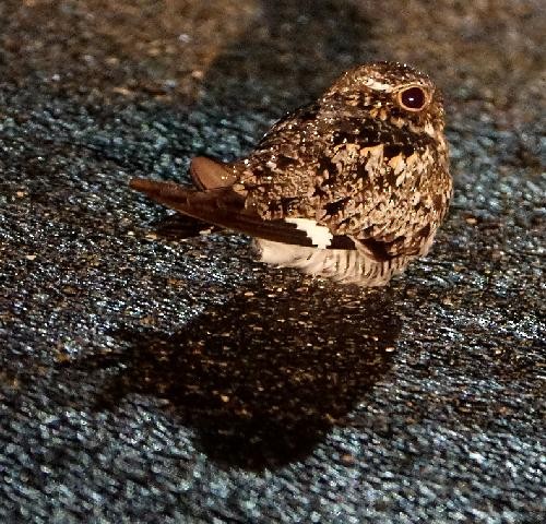 Common Nighthawk - ML635586516